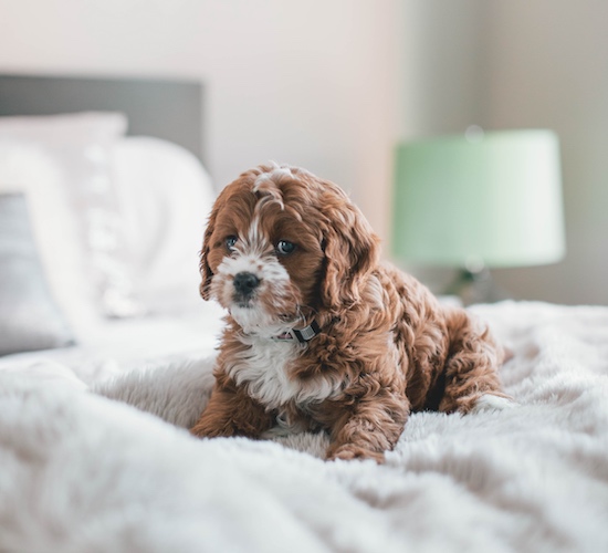 Dog urine outlet out of mattress