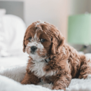 It is important to identify why a pet is peeing the bed and knowing the steps to clean the mattress